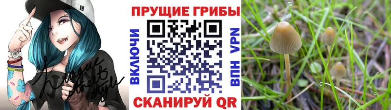 Псилоцибиновые грибы Magic Shrooms Горбатов