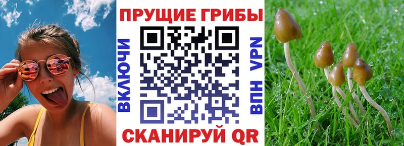 наркотики  Горбатов  Псилоцибиновые грибы прущие грибы 